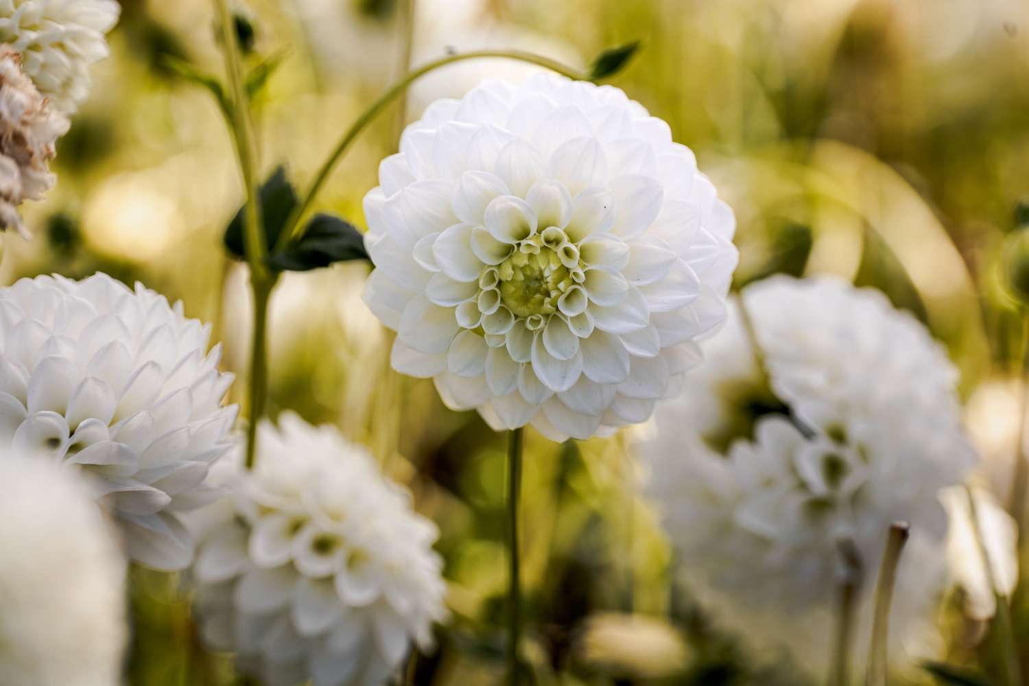 Dahlia 'Petra's Wedding'